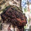 Грибы Чага (Chaga Mushrooms) из США