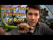 Видео обзор на Nature's Answer, Корень Гортензии, Hydrangea Root, 30 мл