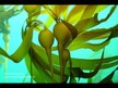 Видео обзор на Nature's Way, Келп 600 мг, Kelp 600 mg, 180 капсул
