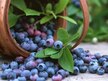 Видео обзор на Nature's Way, Черника, Bilberry Standardized, 90 капсул